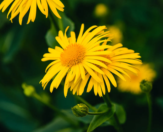 About Our Key Beneficial Ingredients: Arnica
